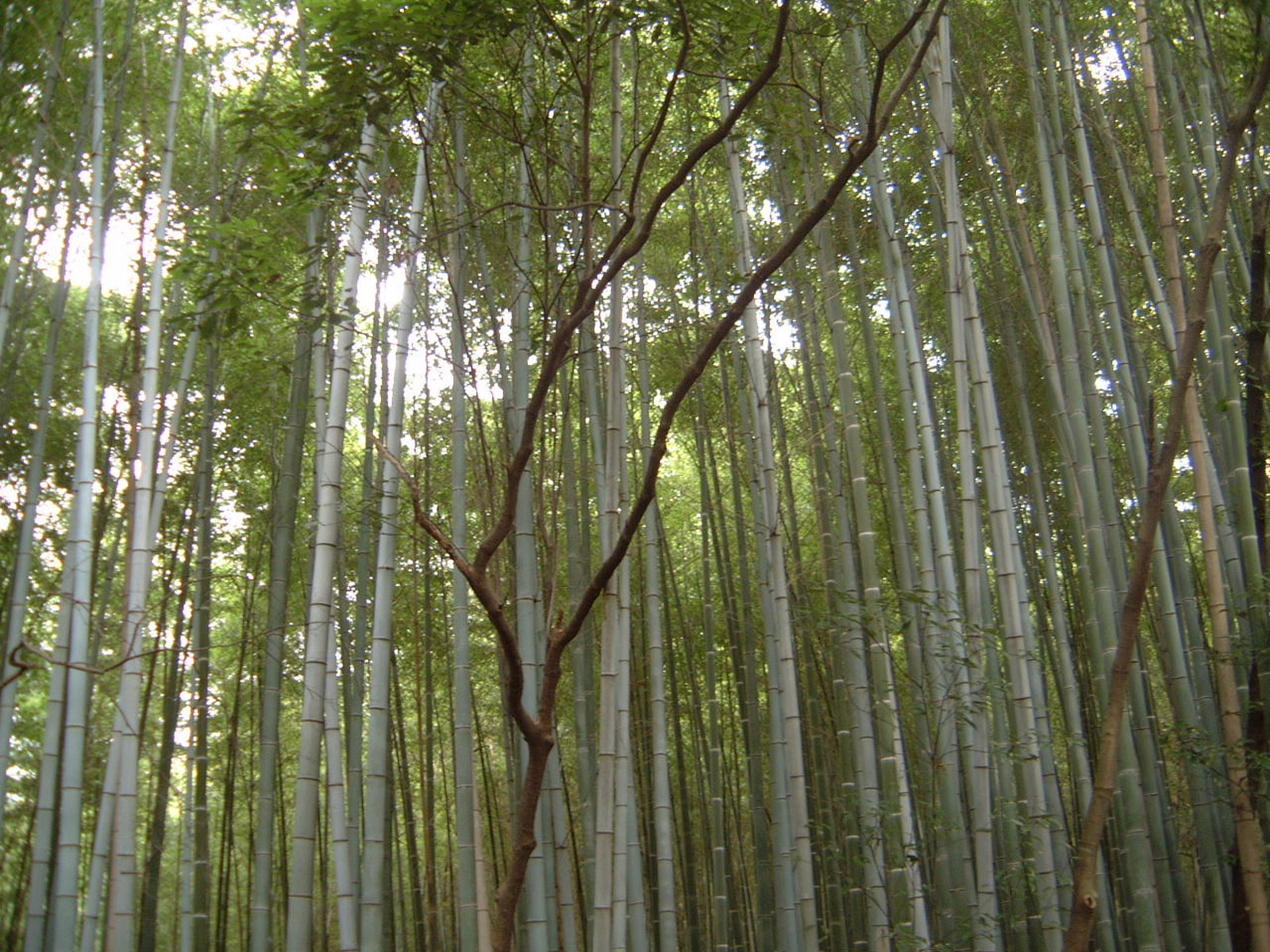 Kyoto Arashiyama Bamboo